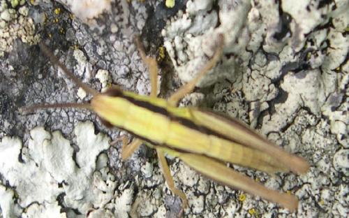 Euchorthippus declivus